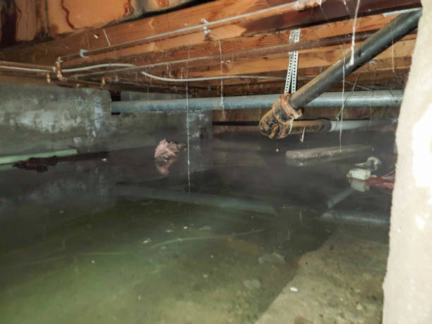Best Local water damage restoration  in Algona, IA