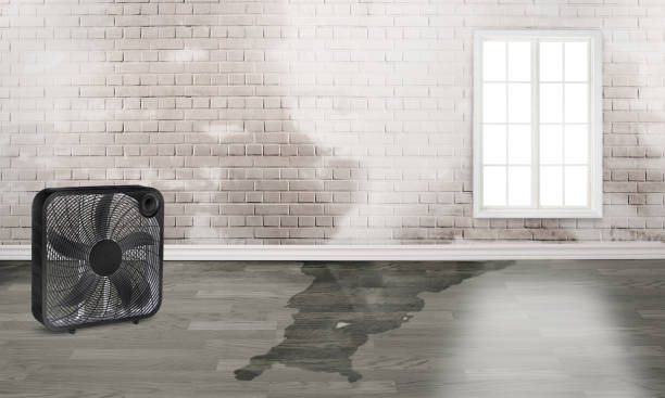 Best Local water damage restoration  in Algona, IA